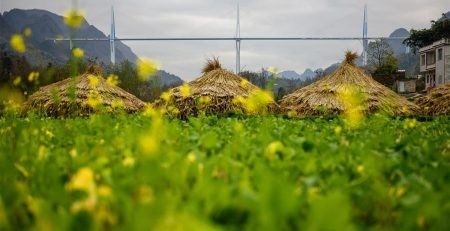 Thông cầu dây văng có tháp bê tông cao nhất thế giới