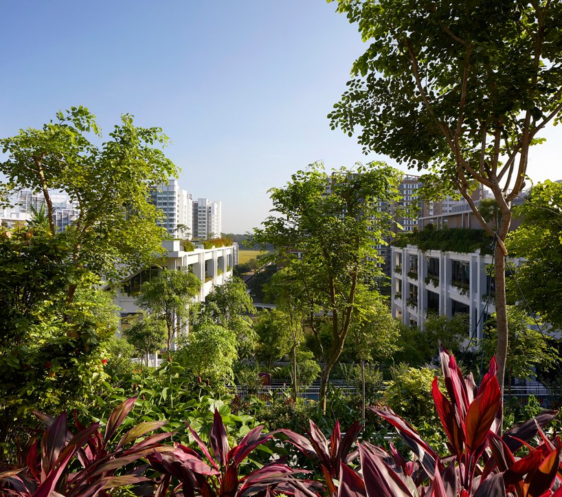 serie oasis terraces