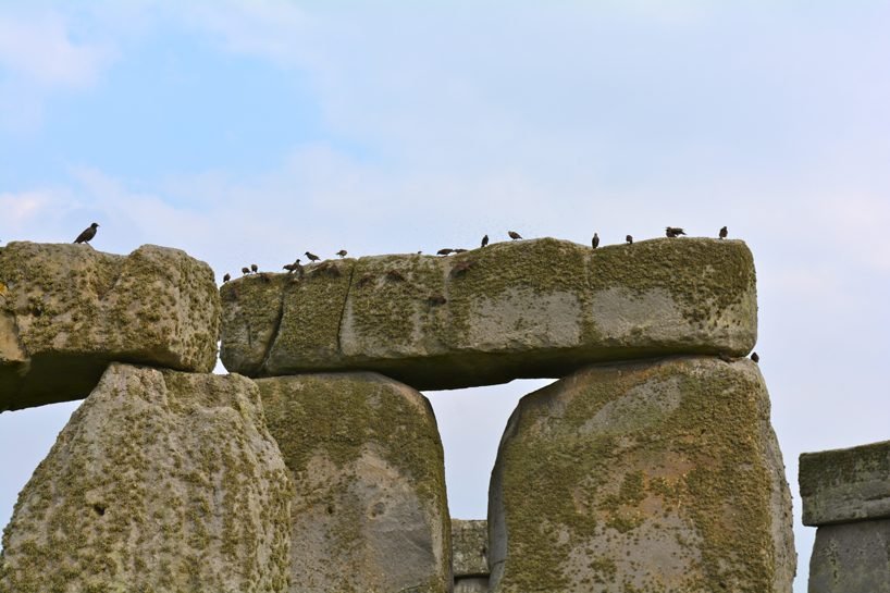 animal fat may had been used to build stonehenge, archaeologists believe